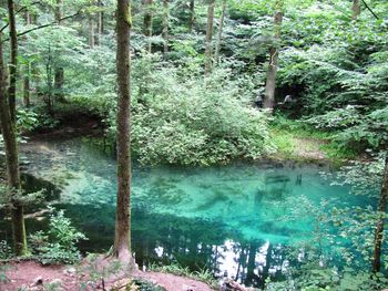 Scenic view of lake in forest