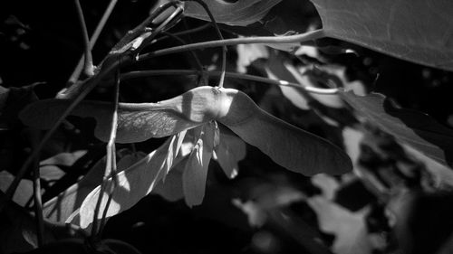 Close-up of green leaves on flowering plant