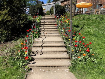 Footpath amidst plants in park