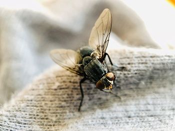 Close-up of fly on textile