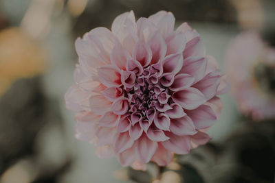 Close-up of pink flower