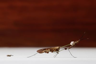 Brown leaf insect on a wall