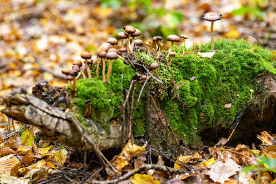 Close-up of mushroom growing on field