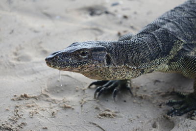 Close-up of water monitor lizard