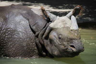 Close-up of turtle in lake