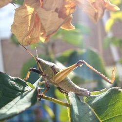 Close-up of insect on leaf