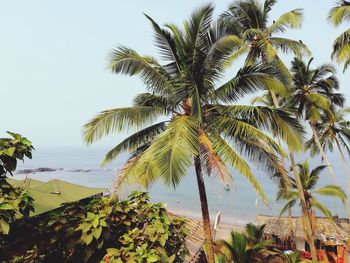 Low angle view of palm tree by sea against clear sky