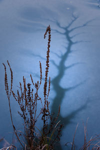 Plant against sky during winter