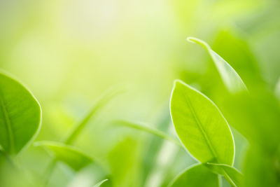 Close-up of fresh green leaves