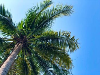 Low angle view of palm tree against clear sky