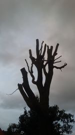Low angle view of silhouette tree branch against sky