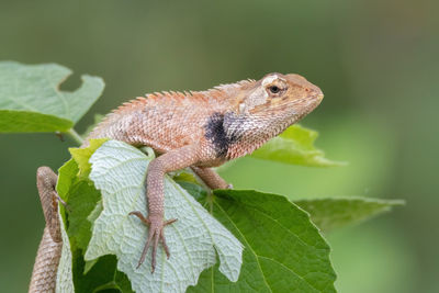 Close-up of a lizard