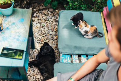 Dog and cat relaxing outdoors