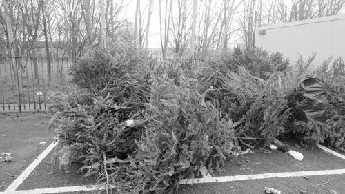 View of bare trees in winter