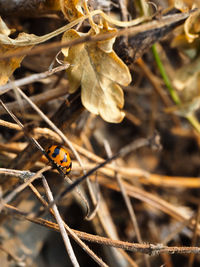 Close-up of ladybug on branch