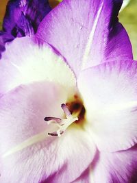 Macro shot of pink flower