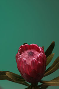 Close-up of red rose against white background