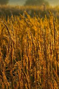 Close-up of wheat growing on field