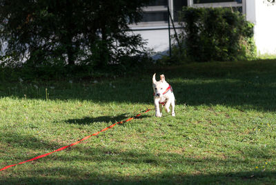 Dog running on field