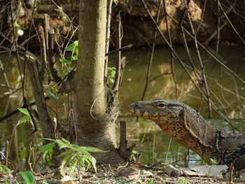 Close up of asian water monitor,varanus salvator