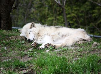 Sheep relaxing in a field