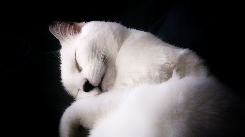 Close-up of cat sleeping