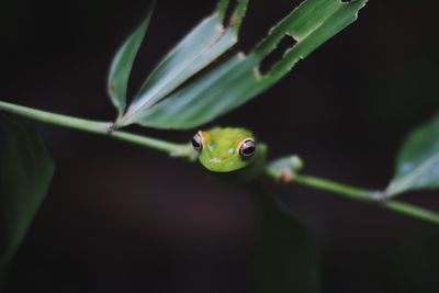Close-up of a frog on stem