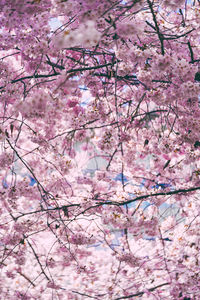 Low angle view of cherry blossoms in spring