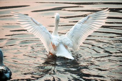 Seagulls flying over lake
