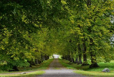 Road amidst trees in forest