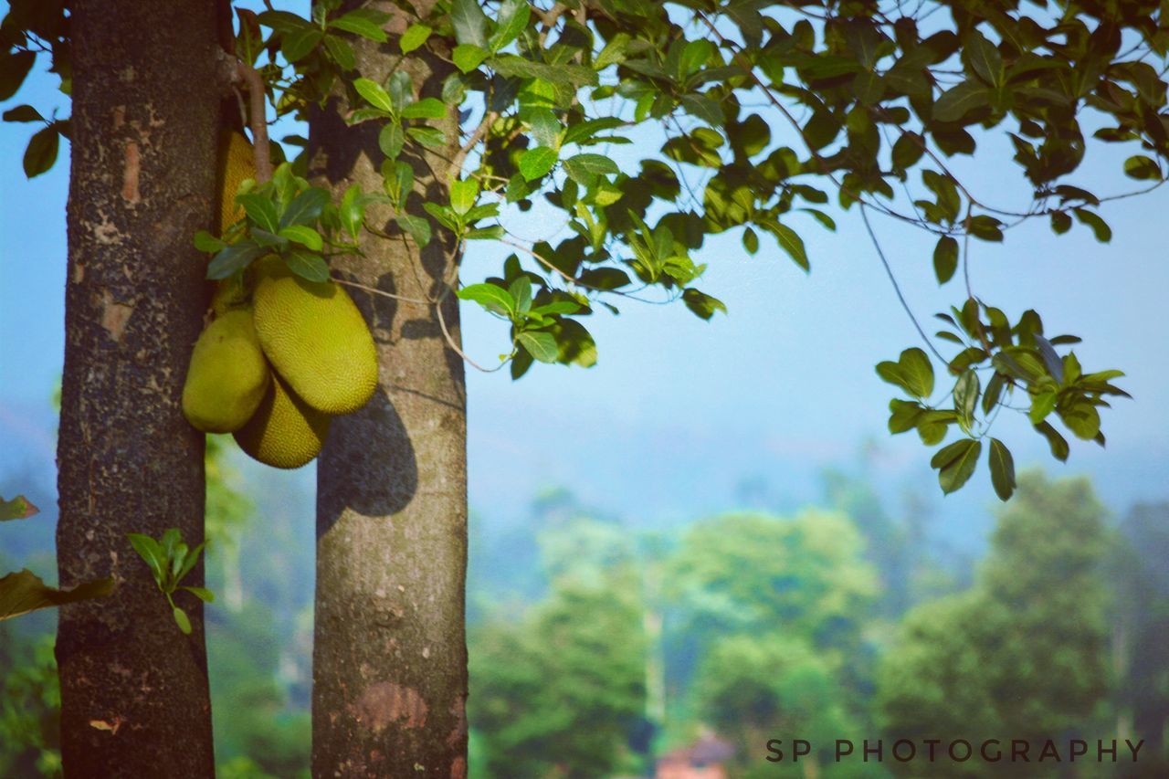 lemon, tree, growth, leaf, fruit, summer, nature, low angle view, no people, branch, green color, day, outdoors, sky, freshness, close-up