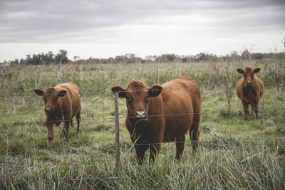 Cow standing on grassy field