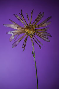 Close-up of purple flower blooming against blue background