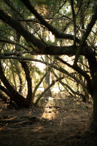 Trees in forest