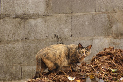 Portrait of a cat sitting on wall
