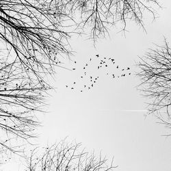 Low angle view of birds flying over bare trees