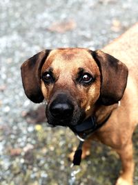 Close-up portrait of dog