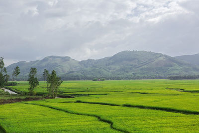 Scenic view of rice field against sky