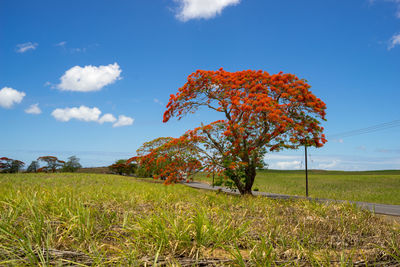 Tree on field against sky