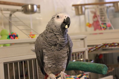 Close-up of parrot perching in cage