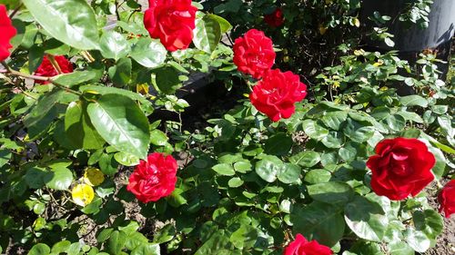 Close-up of red roses blooming outdoors