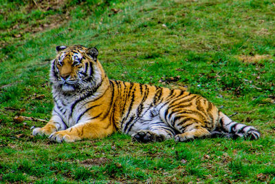 Tiger on grass