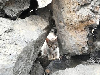 Portrait of cat sitting outdoors