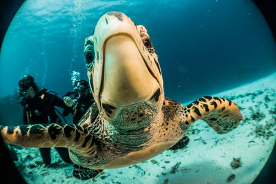 View of turtle in sea