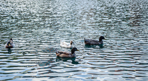 High angle view of ducks swimming in lake