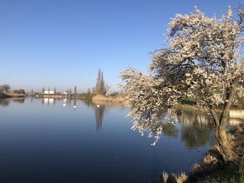 Reflection of trees in lake against clear blue sky