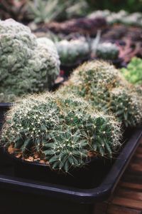 High angle view of potted plants