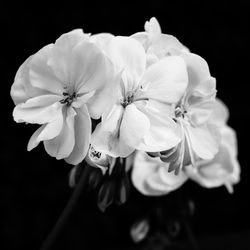 Close-up of flower over black background