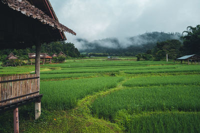 Scenic view of agricultural field against sky