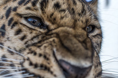 Close-up portrait of a leopard 
